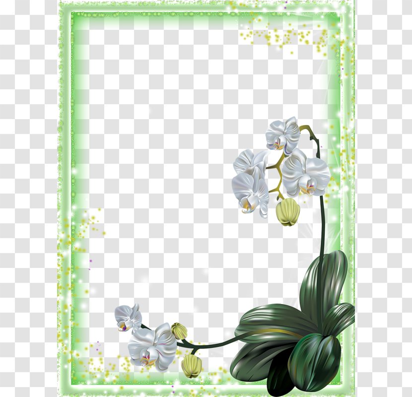 Moth Orchids Flower Clip Art - Plant - White Rose Frame Transparent PNG