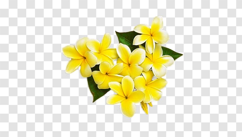 Yellow Cut Flowers Frangipani Petal - Egg Flower Transparent PNG