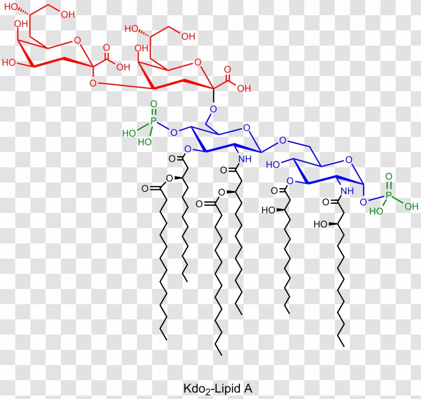 Lipid A Definition Opposite Pronunciation Transparent PNG