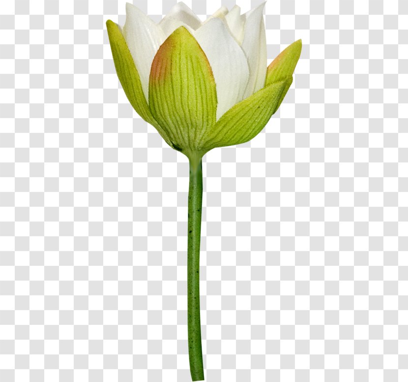 Tulip Cut Flowers Clip Art - Plant Stem Transparent PNG