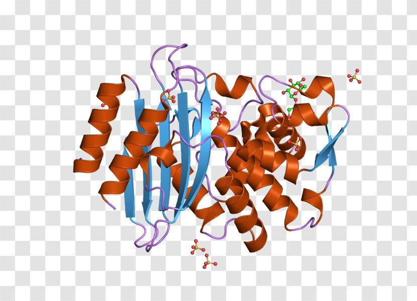 RAR-related Orphan Receptor Beta Natriuretic Peptide Nuclear - European Bioinformatics Institute Transparent PNG