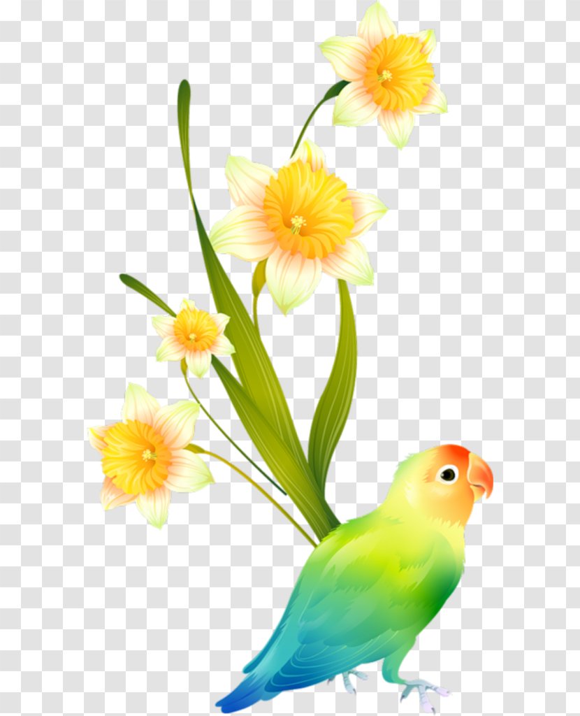 Parakeet Drawing Can Stock Photo Clip Art Transparent PNG