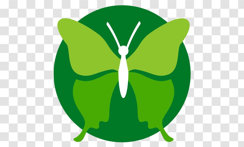 Butterfly Dating Coach Coaching Life Clip Art - Organism - Green Transparent PNG