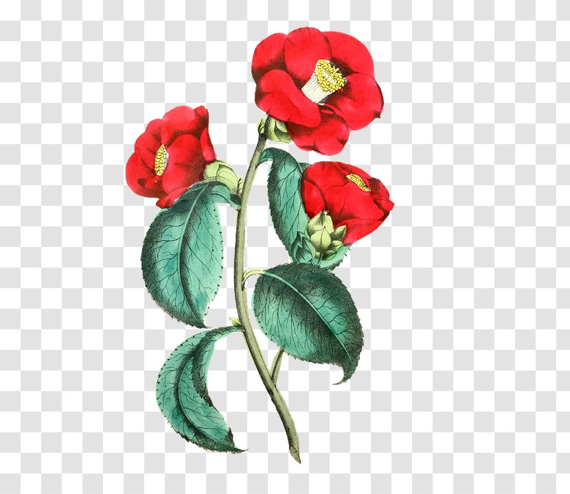Flower Rose Floral Design Common Poppy Illustration - Red Transparent PNG