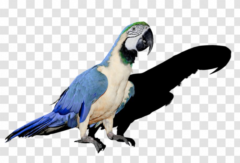 Companion Parrot Budgerigar Bird Cockatiel - Common Pet Parakeet - Pixlr Transparent PNG