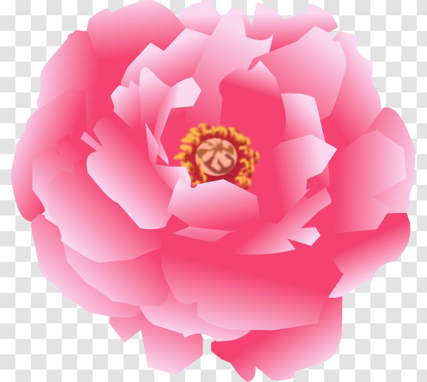 Garden Roses Japanese Camellia Cabbage Rose Sasanqua Pink M - 11.11 Transparent PNG