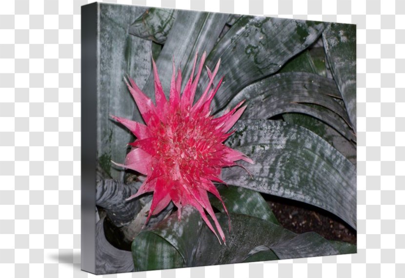 Flowering Plant - Flower - Aechmea Gamosepala Transparent PNG