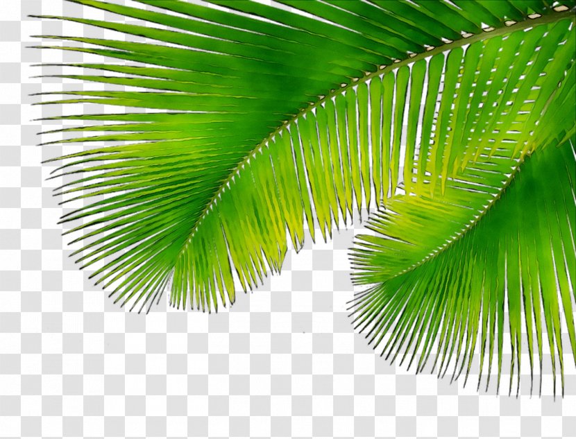 Asian Palmyra Palm Coconut Borassus - Tree - Plant Transparent PNG