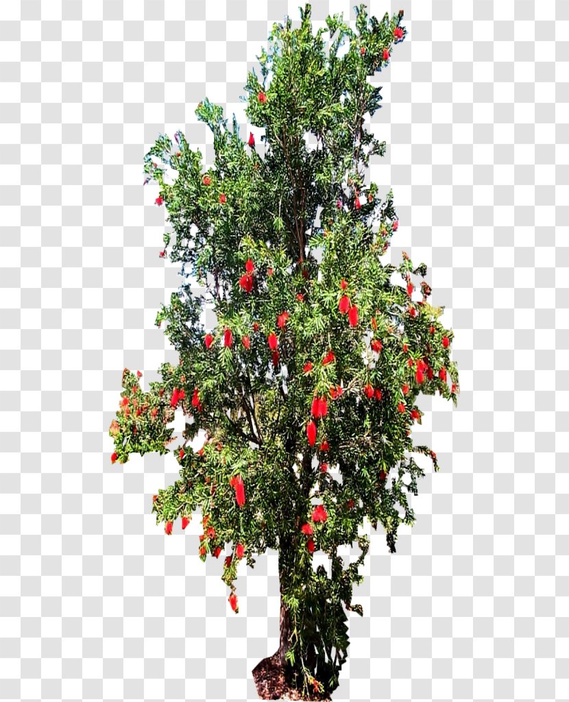 Melaleuca Viminalis Tree Shrub Holly Evergreen - Mountainash - Top Transparent PNG