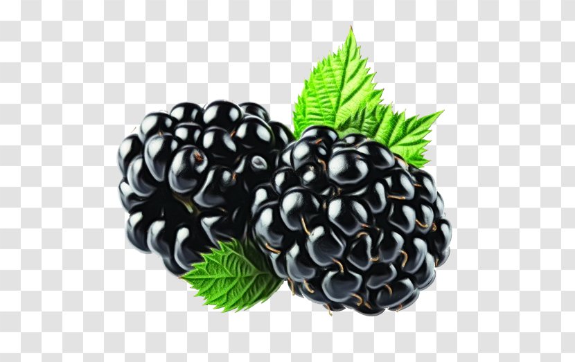 Blackberry Berry Plant Rubus Fruit - Pine Family Food Transparent PNG