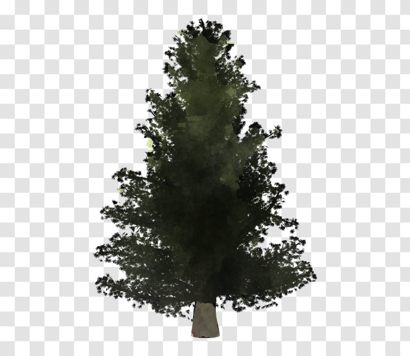 Tree White Pine Yellow Fir Shortleaf Black Spruce Balsam - Red - Plant Transparent PNG