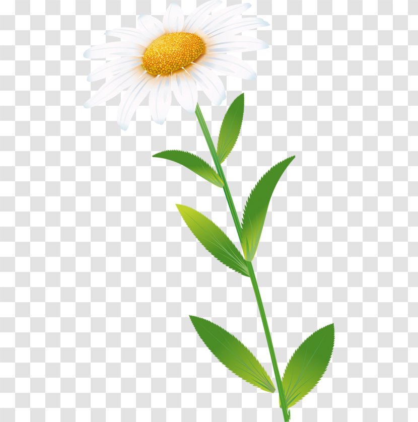 Oxeye Daisy Common Petal Plant Stem - Aster - Family Transparent PNG