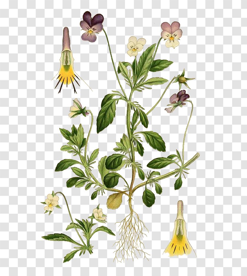 Botany Pansy Botanical Illustration Sweet Violet Name - Wild - Flower Transparent PNG