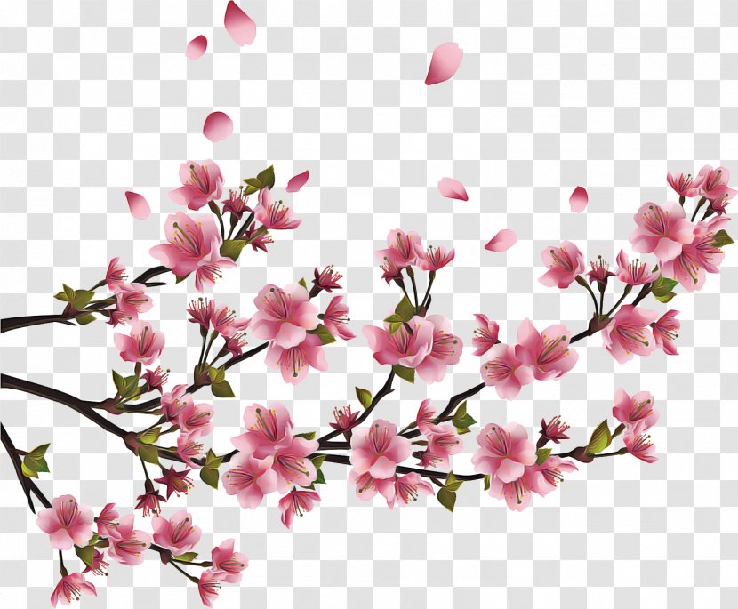 Floral Spring Flowers - Plant - Wildflower Magnolia Transparent PNG