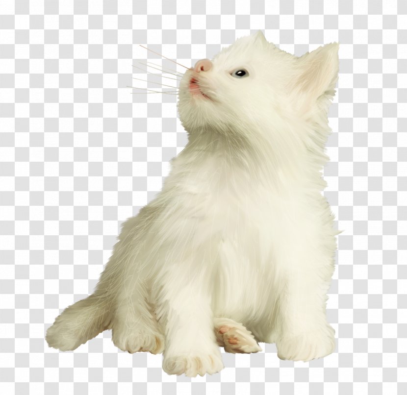 Cat Image Photography Animal - Kedi Transparent PNG