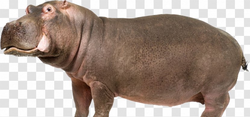 Hippopotamus Computer File - Snout - Hippo Transparent PNG
