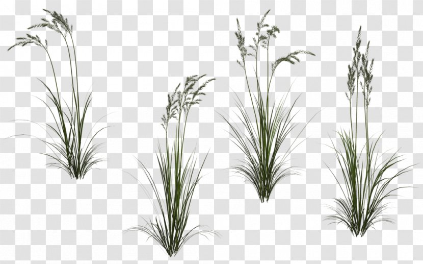 Grasses Plant DeviantArt - Stem - Long Flower Transparent PNG