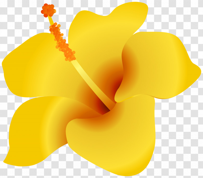 Yellow Petal Flower Plant Herbaceous Plant Transparent PNG