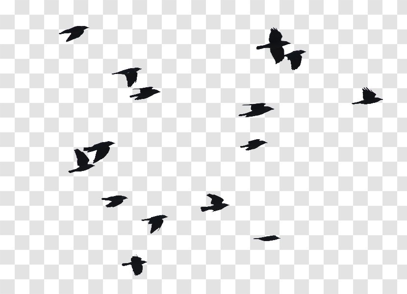 Bird Flight Image Clip Art - Wing Transparent PNG