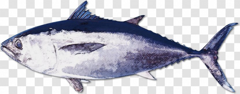 Kindai University Oma Pacific Bluefin Tuna Fish Seafood - Bonito Transparent PNG
