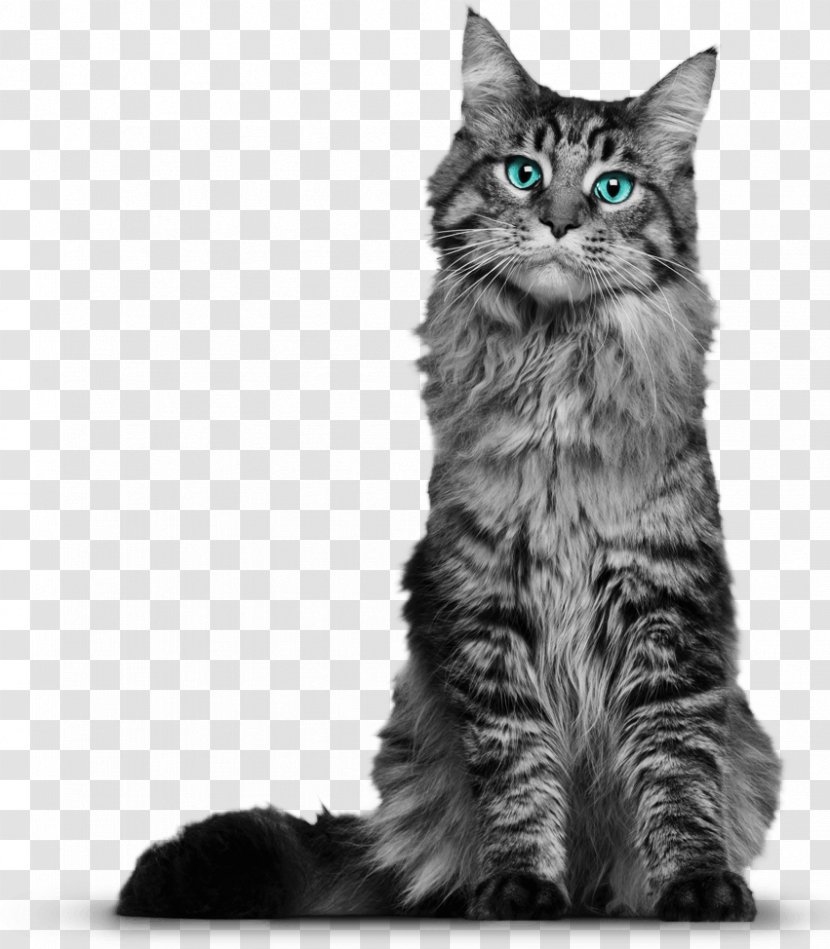 Maine Coon Whiskers Domestic Short-haired Cat Kitten Black - Breed - Photos Transparent PNG