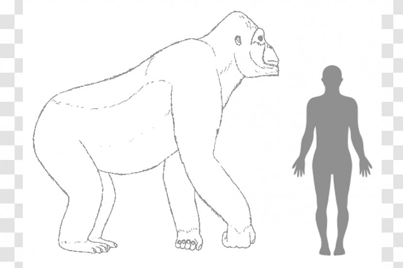 Gorilla Gigantopithecus Ape King Kong Human Body - Heart Transparent PNG