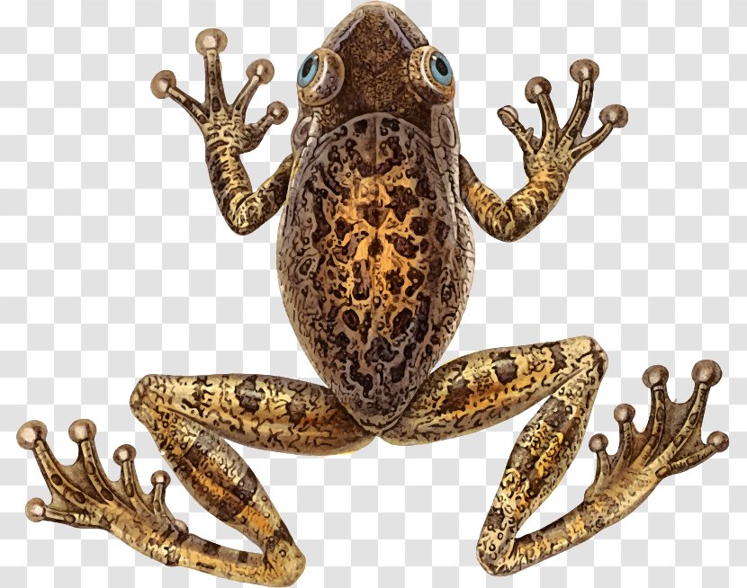 Toad Tree Frog Amphibians Vertebrate - Osteopilus Septentrionalis Transparent PNG