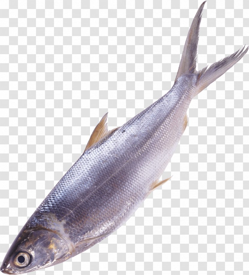 Fish As Food - Bony - Image Transparent PNG