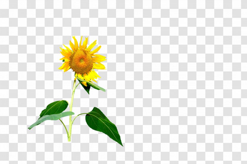 Common Sunflower Red - Flower Transparent PNG