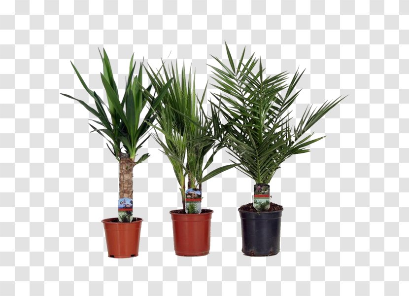 Sago Palm Date Dracaena Fragrans Houseplant Arecaceae - Succulent Plant Transparent PNG