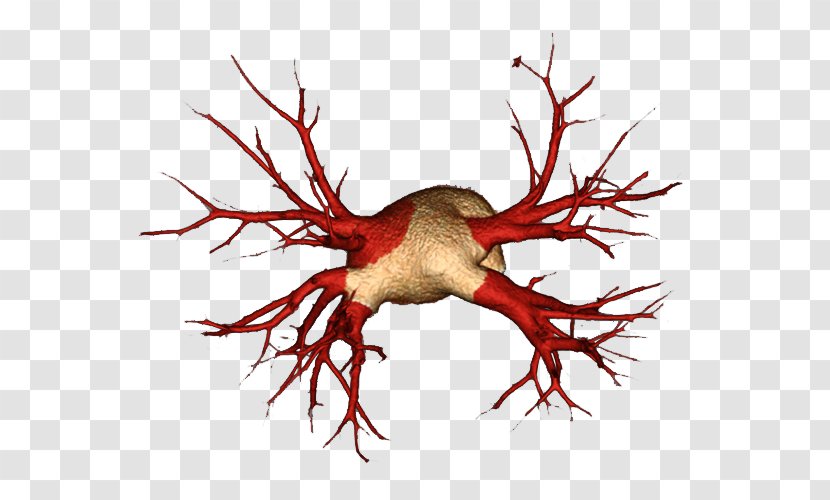 Chinese American IPA, Inc. Pulmonary Vein Digital Image Processing - Artery - Posterior Auricular Transparent PNG