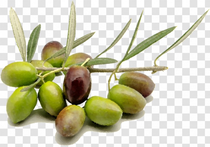Organic Food Olive Oil Wine - Peranzana Transparent PNG
