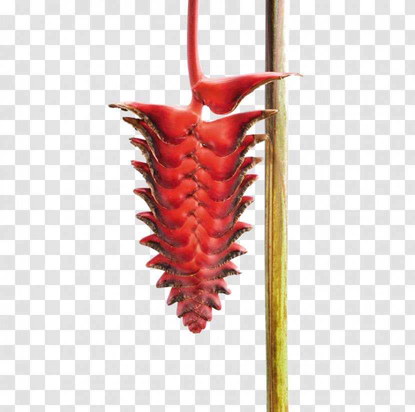 Lobster-claws Beefsteak Heliconia Mariae Bird Of Paradise Flower - Cut Flowers Transparent PNG