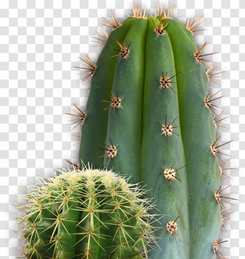 Cactaceae Clip Art - Love - Cactus Image Transparent PNG