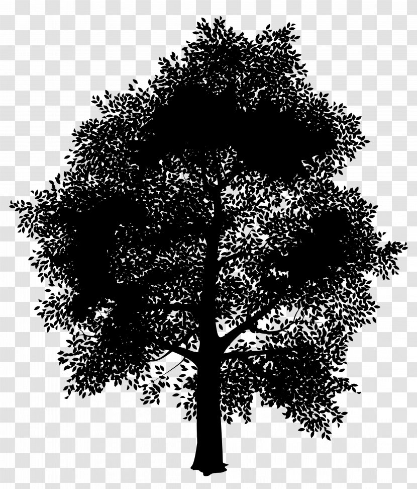 Oak Tree Silhouette - Plant - Stem Trunk Transparent PNG