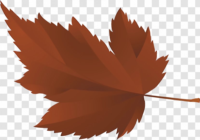 Maple Leaf - Flower - Deciduous Transparent PNG