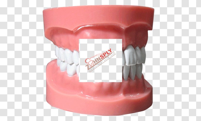 Human Tooth Typodont Dentistry Jaw - Dental Implant - Model Transparent PNG