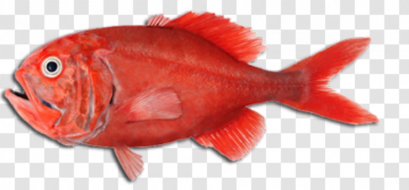 Orange Roughy Fish Seafood Cooking Slimehead - Red Fillet Transparent PNG