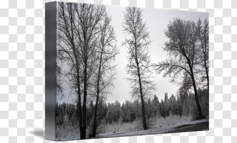Wood /m/083vt Winter White Branching - Monochrome Photography Transparent PNG