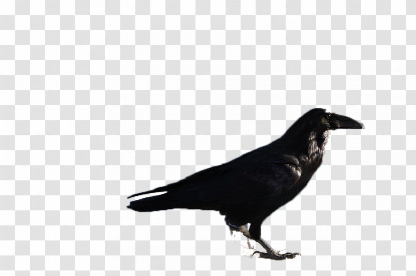 Rook Bird - Black Birds Transparent PNG