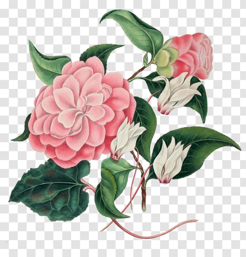 Cabbage Rose Garden Roses Botany Choix Des Plus Belles Fleurs Botanical Illustration - Peony - Painting Transparent PNG