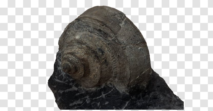Rock Geology Data - Black - Snail Fossils Transparent PNG