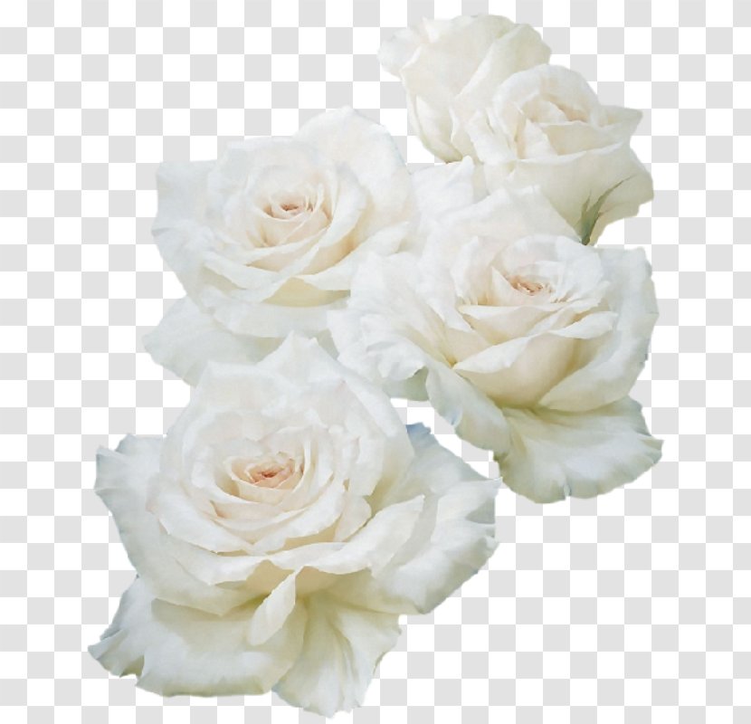 Garden Roses Unblog Flower - Flowering Plant - белые цветы Transparent PNG