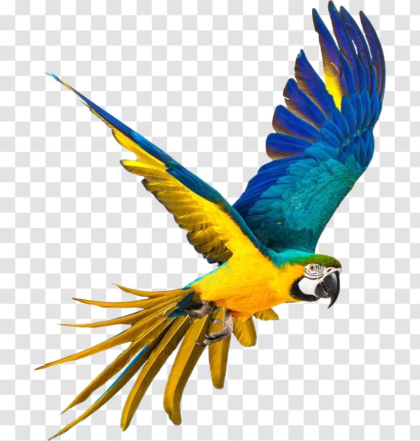 Parrot Bird Blue And Yellow Macaw Stock Photography Color Parrot Bako Transparent Png,Teriyaki Sauce Recipe