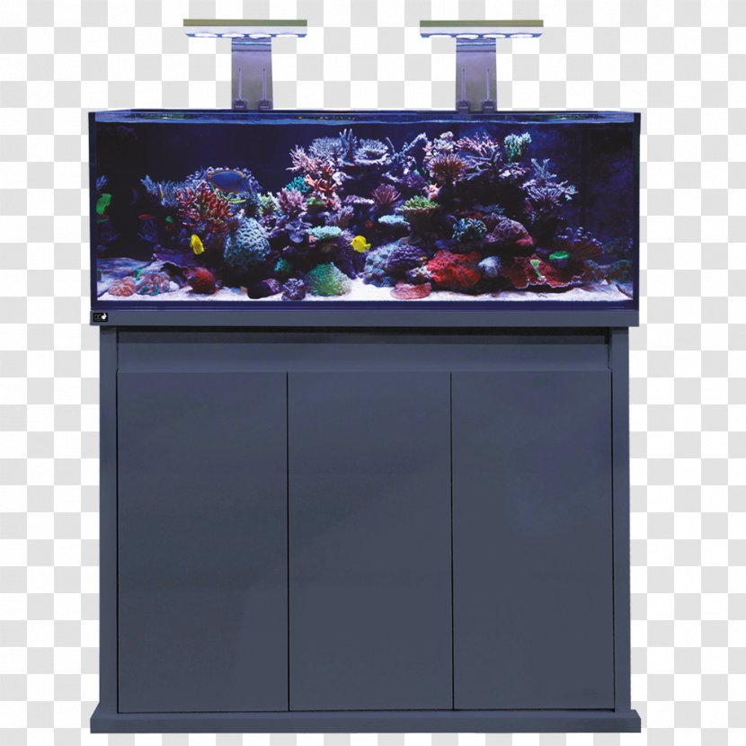 Reef Aquarium Coral Koi - Algae - Undersea Transparent PNG