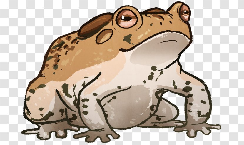 Toad True Frog Tree Terrestrial Animal - Pet Transparent PNG