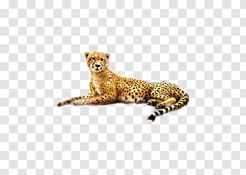 Cheetah Jaguar Felinae - Cat - Painted Transparent PNG