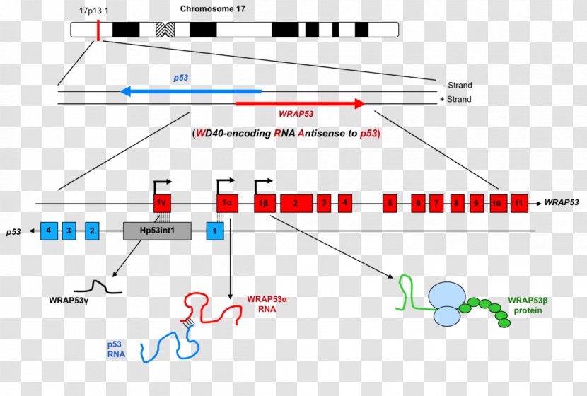 WRAP53 Gene Exon Antisense RNA - Diagram - Spinal Muscular Atrophy Transparent PNG