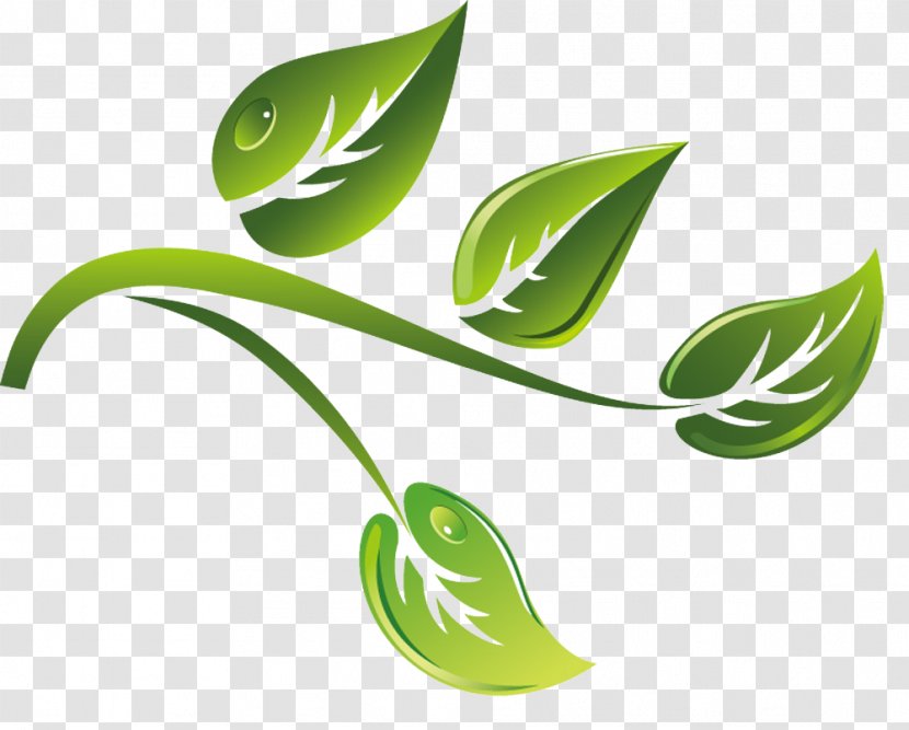 Green Tea - Leaf - Branch Vector Material Cartoon Transparent PNG