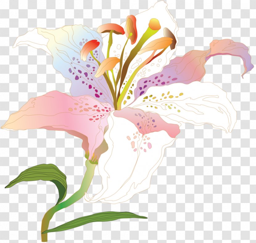 Lilium Flower Lily Of The Incas Plant - Floral Design - Hand Painted Transparent PNG